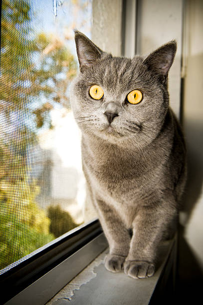 istock Cat British Shorthair yellow eyes standing on window sill 176140737