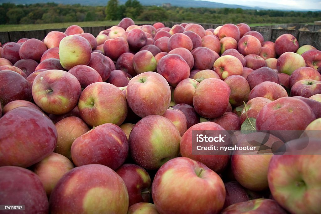 Primer plano de manzana en el recipiente en Orchard - Foto de stock de Cajón para embalar libre de derechos