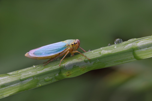 Leafhopper on grass with little waterdrops