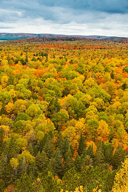istock Forest rural trees in autumn 176141325