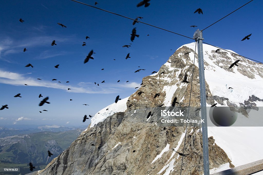 Pássaro swarm - Foto de stock de Alpes europeus royalty-free