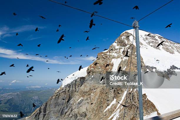 Foto de Pássaro Swarm e mais fotos de stock de Alpes europeus - Alpes europeus, Animal, Europa - Locais geográficos