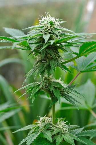 A close up of a female marijuana flower.