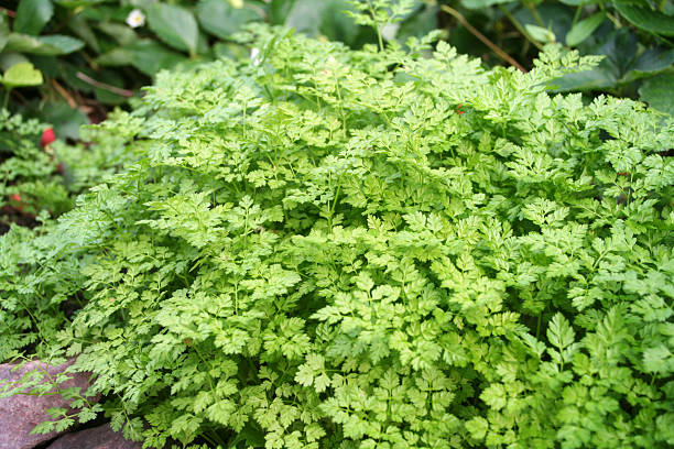 Chervil Chervil plant in the garden chervil stock pictures, royalty-free photos & images