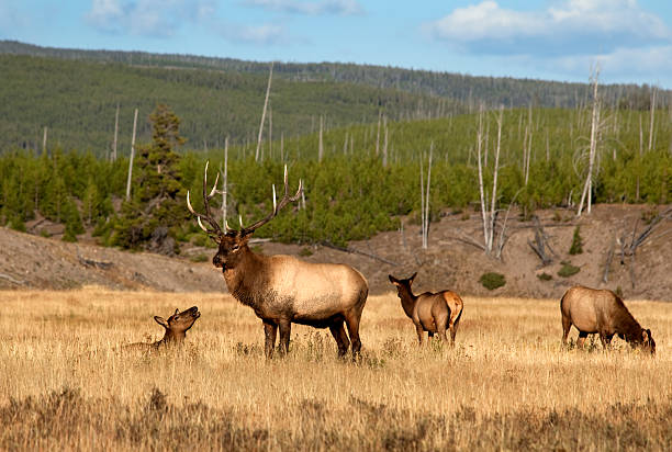 A herd of buffalo migrate on a quiet highway in Yellowstone National Park.