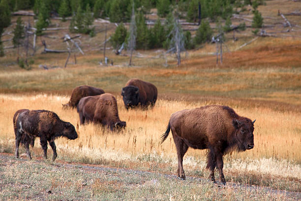 istock Wild Buffalo Roam in American West 176142228
