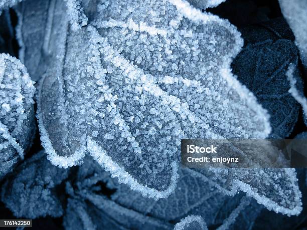 Folha De Inverno - Fotografias de stock e mais imagens de Azul - Azul, Congelado, Cores