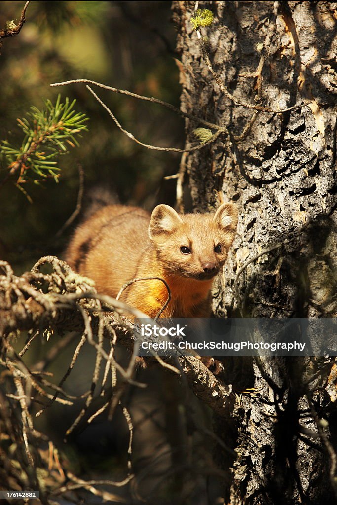 Pine Marten Martes americana Tree Perch "American Pine Marten Martes americana is a northern North American omniverous mammal preferring a diet of small rodents.  Death Canyon, Grand Teton National Park, Wyoming, 2009." Alertness Stock Photo