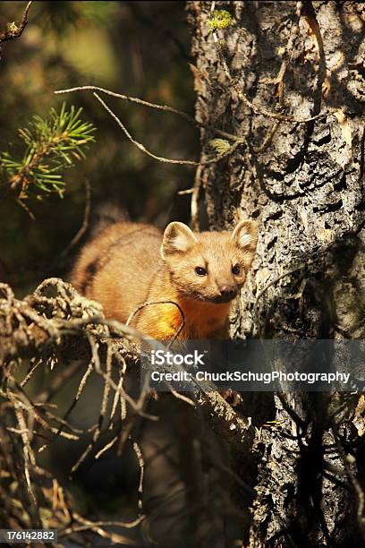 Pine Marten Martes Americana Tree Perch Stock Photo - Download Image Now - Alertness, Animal, Animal Attribute