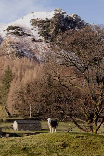 istock Sheep on a mound in the highlands in the Lake District, UK 1761433242