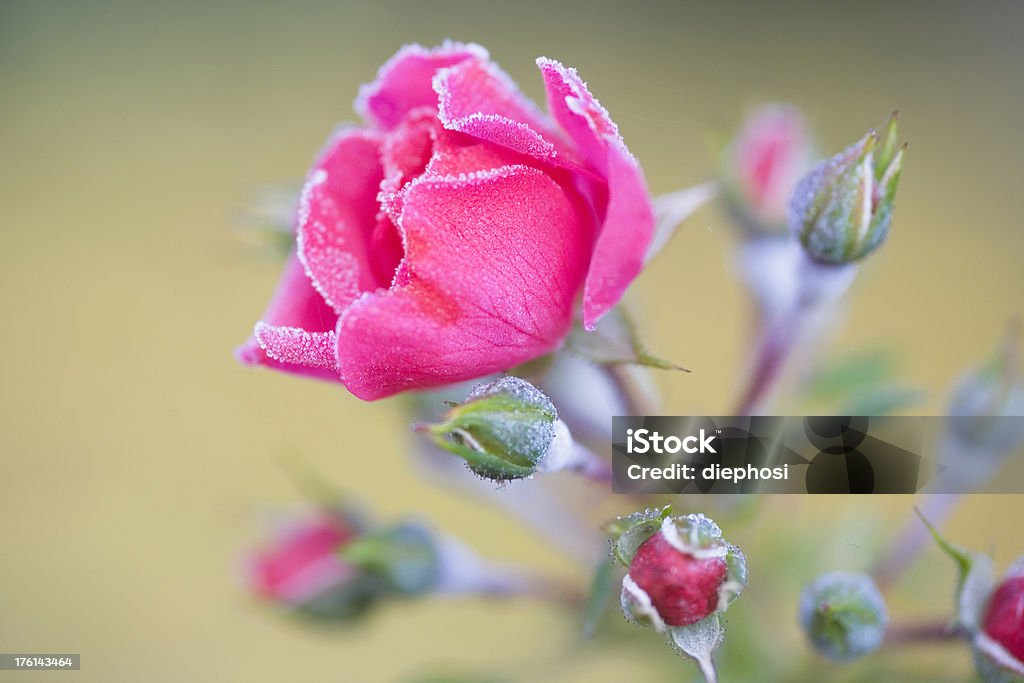 Rosa Frost - Foto de stock de Botão - Estágio de flora royalty-free