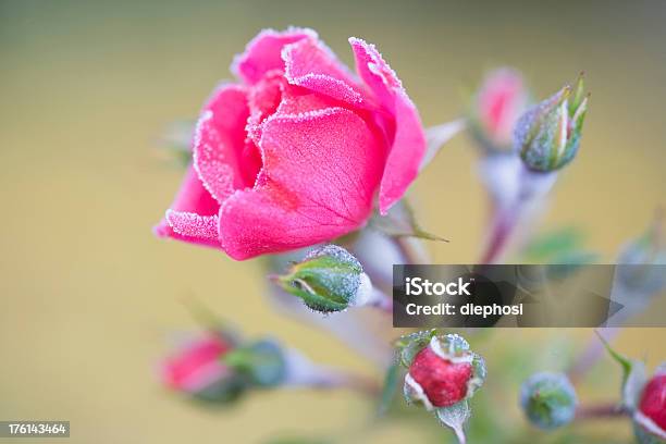 Foto de Rosa Frost e mais fotos de stock de Botão - Estágio de flora - Botão - Estágio de flora, Geada, Cabeça da flor