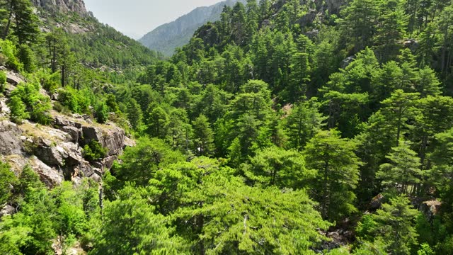 Aerial view of valley between rocks with pine trees, Corsica island, France. Forest in the mountain part of Corsica island