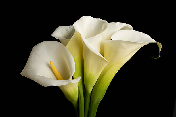 istock Calla Lily Flowers on a Black Background 176143814