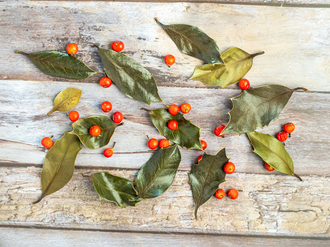 Holly leaves and fruits, Christmas decorations