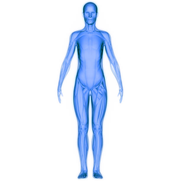 istock Human Muscular System Muscles Anatomy 1761440014