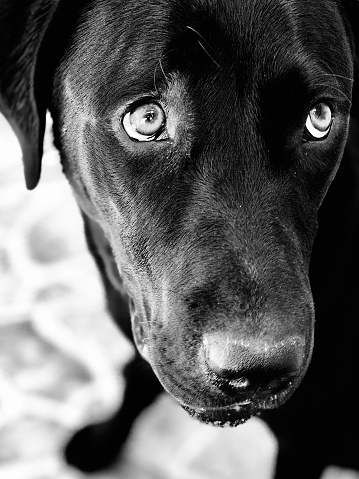 Black Labrador Retriever dog in different actions