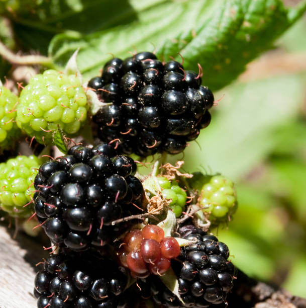 wild blackberry - blackberry berry fruit nature marionberry imagens e fotografias de stock