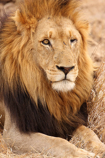 istock Mature male lion, facing forwards while lying down, portrait shot. 176145107
