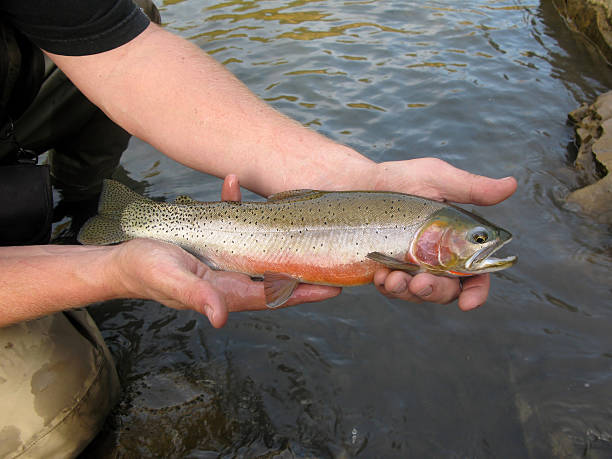 istock Fisherman Holding Cutthroat Trout 176145382