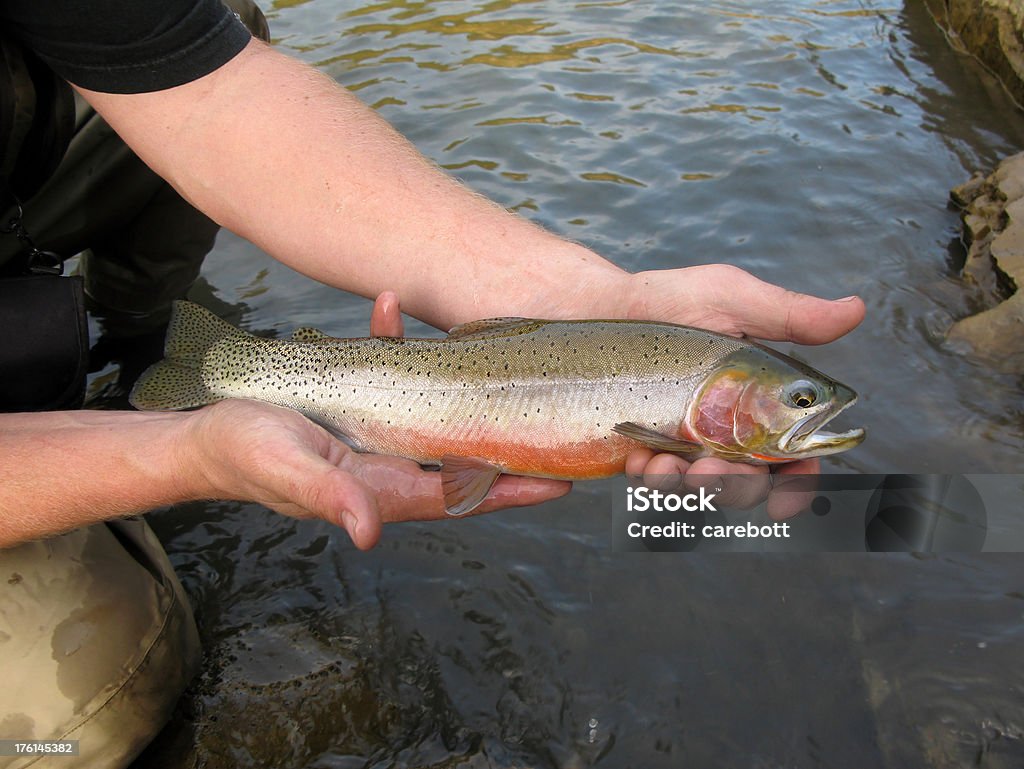 Rybak Trzymając Cutthroat Trout - Zbiór zdjęć royalty-free (Nożowiec Pstrąg)