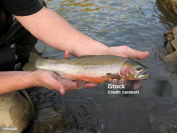 Foto de Fisherman Segurando Trutasalmonada e mais fotos de stock de Truta-Salmonada - Truta-Salmonada, Adulto, Alberta