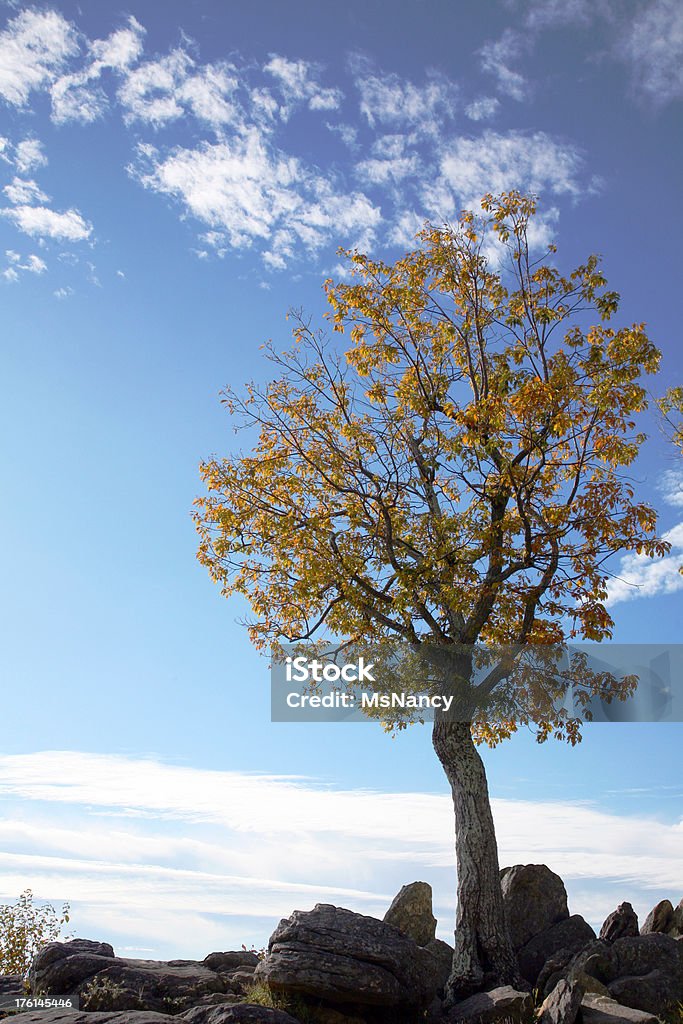 가을맞이 나무 위에 블루 리지 산맥의 - 로열티 프리 0명 스톡 사진