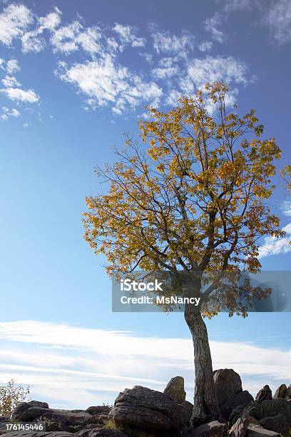 Осеннее Дерево На Вершине Горы Блю Ридж — стоковые фотографии и другие картинки Аппалачиа - Аппалачиа, Без людей, Белый