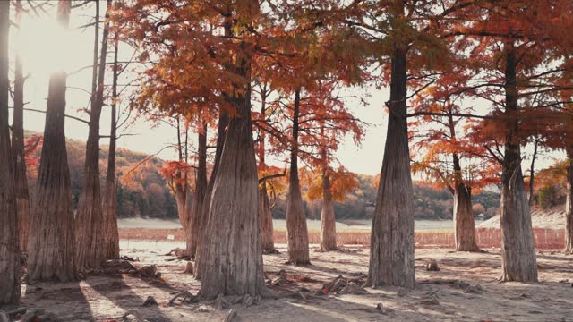 Autumnal park with Taxodium distichum and branches with orange fall needles. Swamp cypresses in Southern East of United States