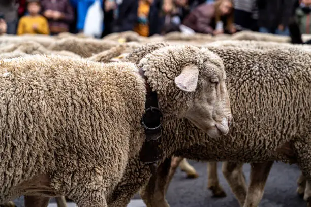 Transhumance Festival in Madrid with hundreds of sheep and goats crossing the most central streets of the city with their shepherds once a year.