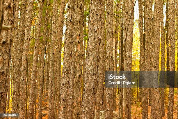 Foto de Floresta Rural Árvores No Outono e mais fotos de stock de Bosque - Floresta - Bosque - Floresta, Canadá, Crescimento