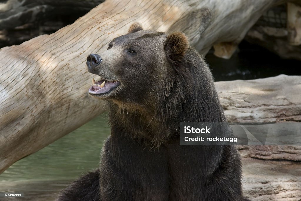 Urso-cinzento - Royalty-free América do Norte Foto de stock