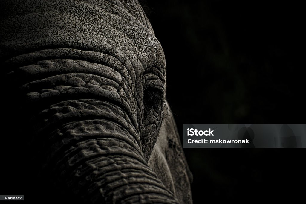 Éléphant tête en noir et blanc - Photo de Éléphant libre de droits