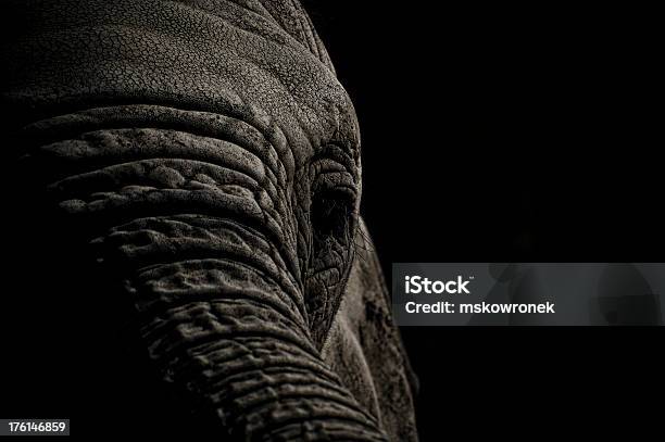Photo libre de droit de Éléphant Tête En Noir Et Blanc banque d'images et plus d'images libres de droit de Éléphant - Éléphant, Plan rapproché, Animaux de safari
