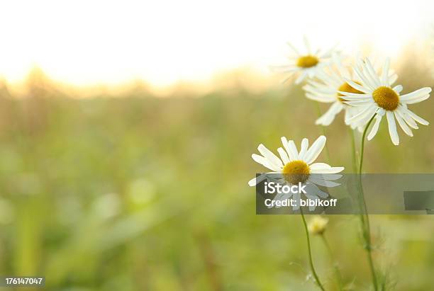 Daisy Campo Foto de stock y más banco de imágenes de Aire libre - Aire libre, Amarillo - Color, Cabeza de flor