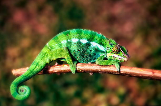 istock 