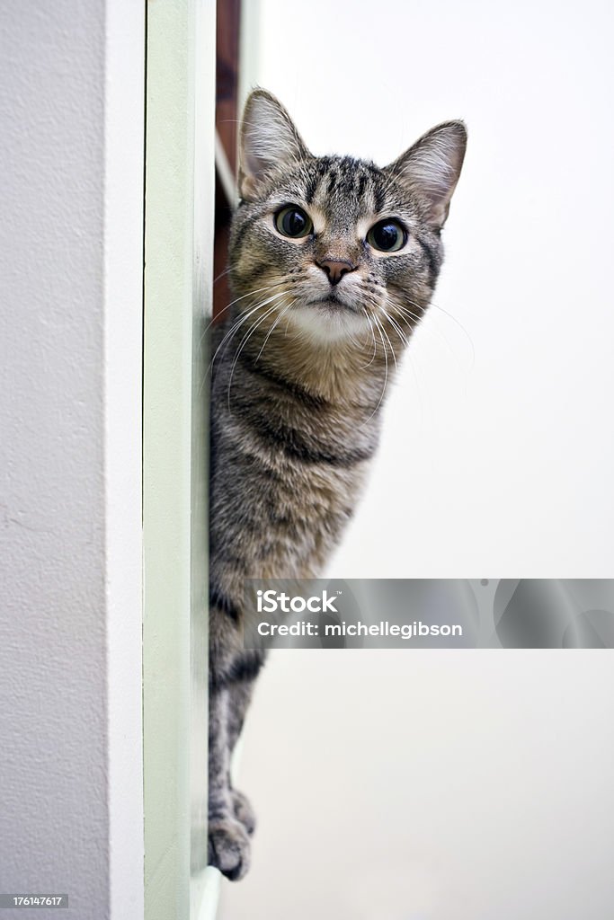 Neugierige Katze - Lizenzfrei Besonderes Lebensereignis Stock-Foto