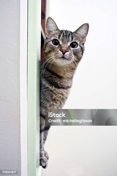 Neugierige Katze Stockfoto und mehr Bilder von Besonderes Lebensereignis - Besonderes Lebensereignis, Bizarr, Blick in die Kamera