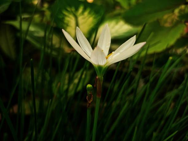 istock Close up to rain lily 1761476983