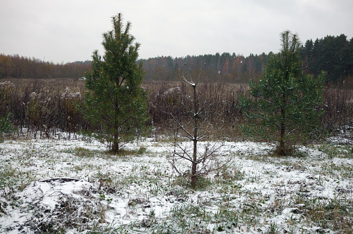 late autumn dull landscape with first snow, outdoor high resolution image