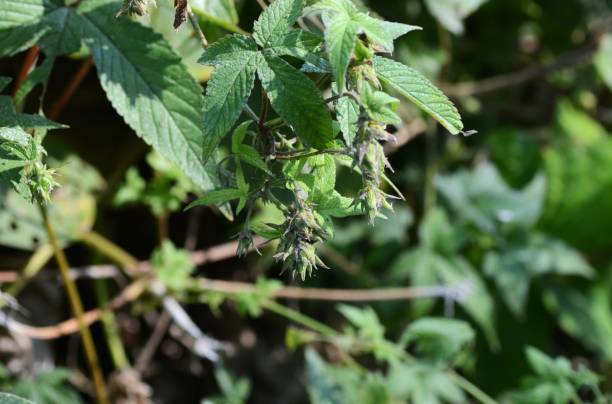 Free picture: japanese, hops, plant, leaf, humulus, japonicus