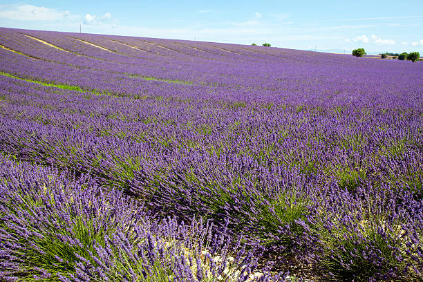 istock Lavender Field in Provence France 176148146