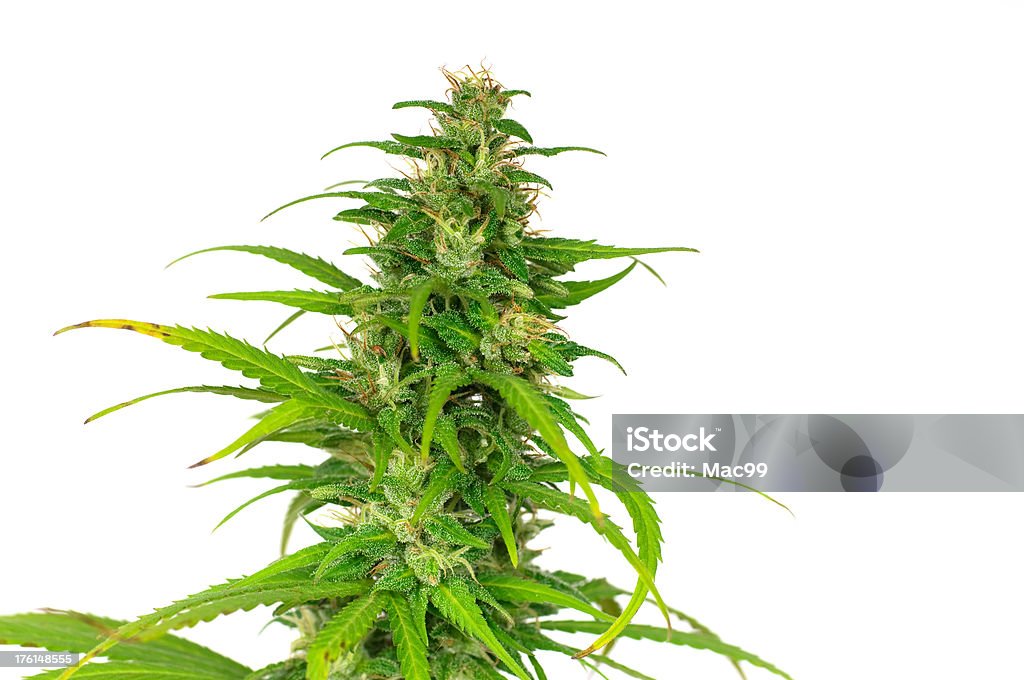 marijuana feminino Planta - Foto de stock de Cristal royalty-free