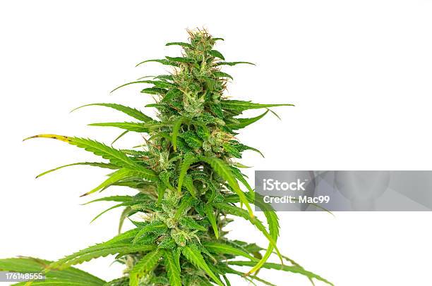 Foto de Marijuana Feminino Planta e mais fotos de stock de Cristal - Cristal, Cânhamo - Cannabaceae, Abuso de Substâncias