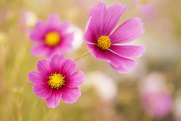 Beautiful cosmos flowers blooming in a gardenPlease see some more cosmos flower pictures from my portfolio: