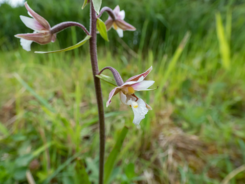 Close-up shot of the marsh helleborine (Epipactis palustris) flowering with the flowers with sepals that are coloured deep pink. The labellum is white with red or yellow spots in the middle