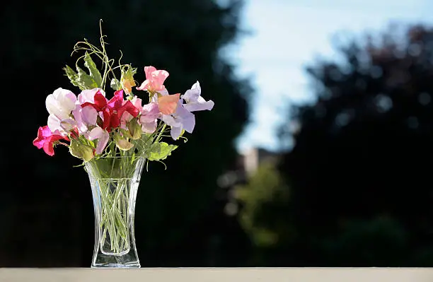 "Freshly picked, Sweet-smelling and Backlit  Sweet Pea flowers from the Backyard."