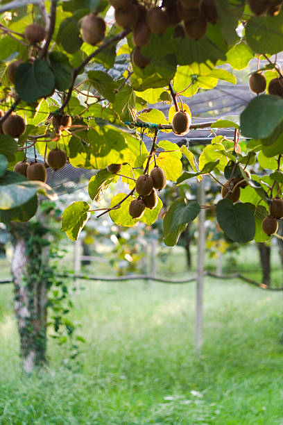 istock Kiwi Fruits on a Plantation 176149329