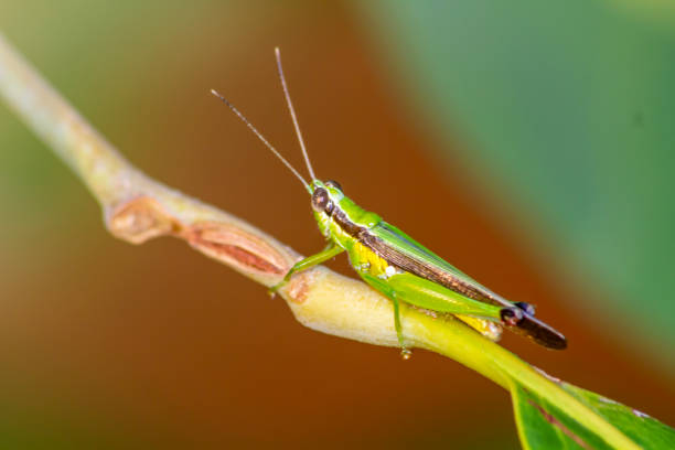 зеленый кузнечик на стебле листа: фотография насекомых - giant grasshopper стоковые фото и изображения