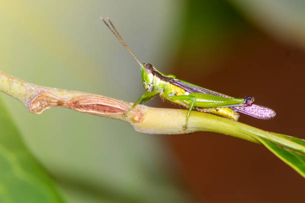 zielony konik polny na łodydze liścia: fotografia owadów - giant grasshopper zdjęcia i obrazy z banku zdjęć